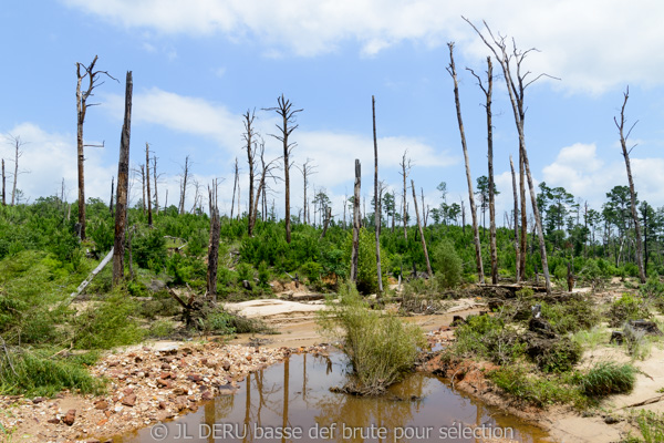 Bastrop State Park, TX, USA